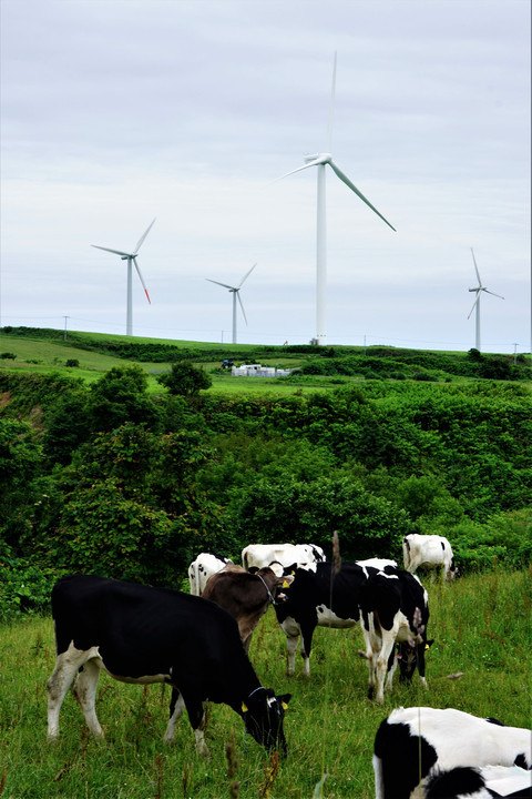 風車と牛さん