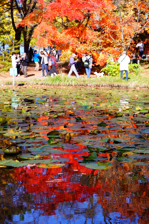 紅葉に囲まれて