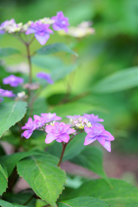 紫陽花