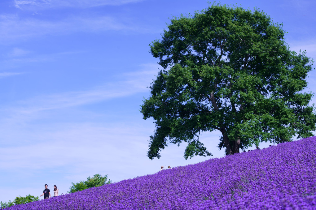 初夏の花園