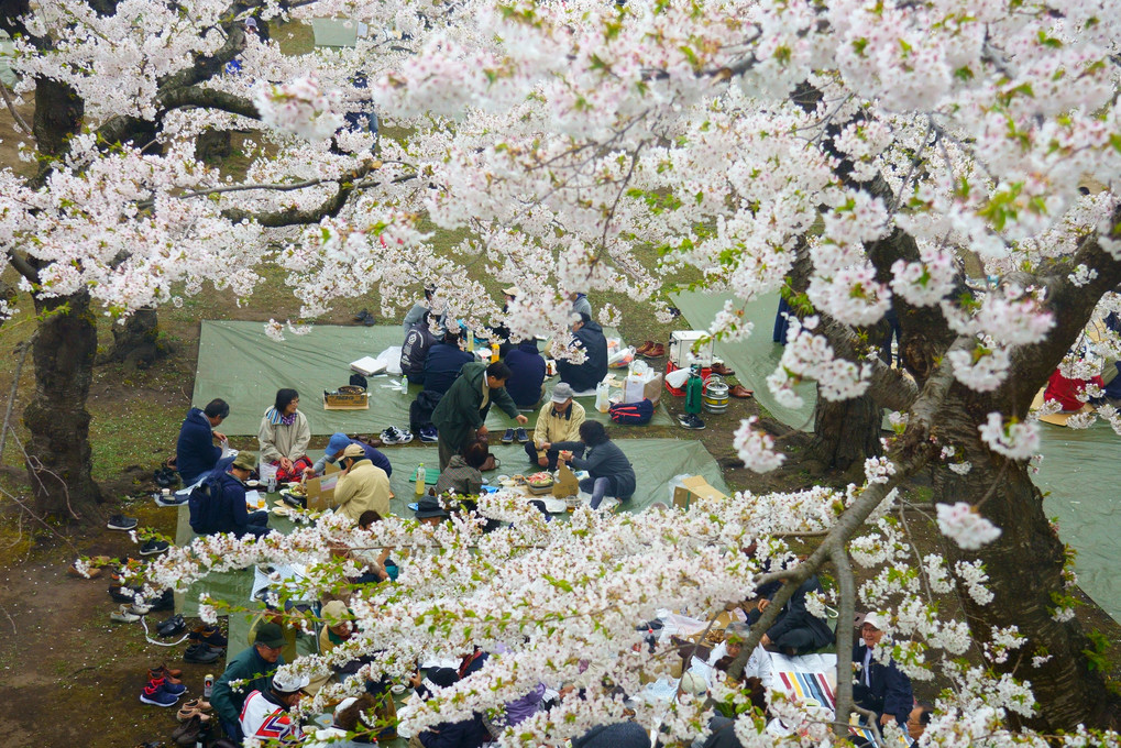 函館五稜郭の桜