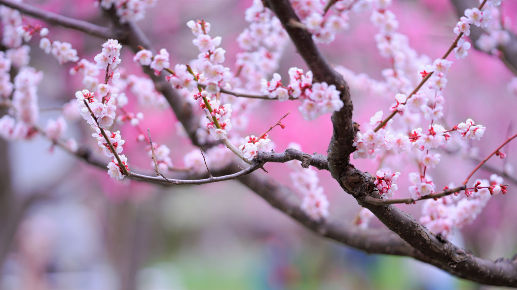 桜と梅の競演