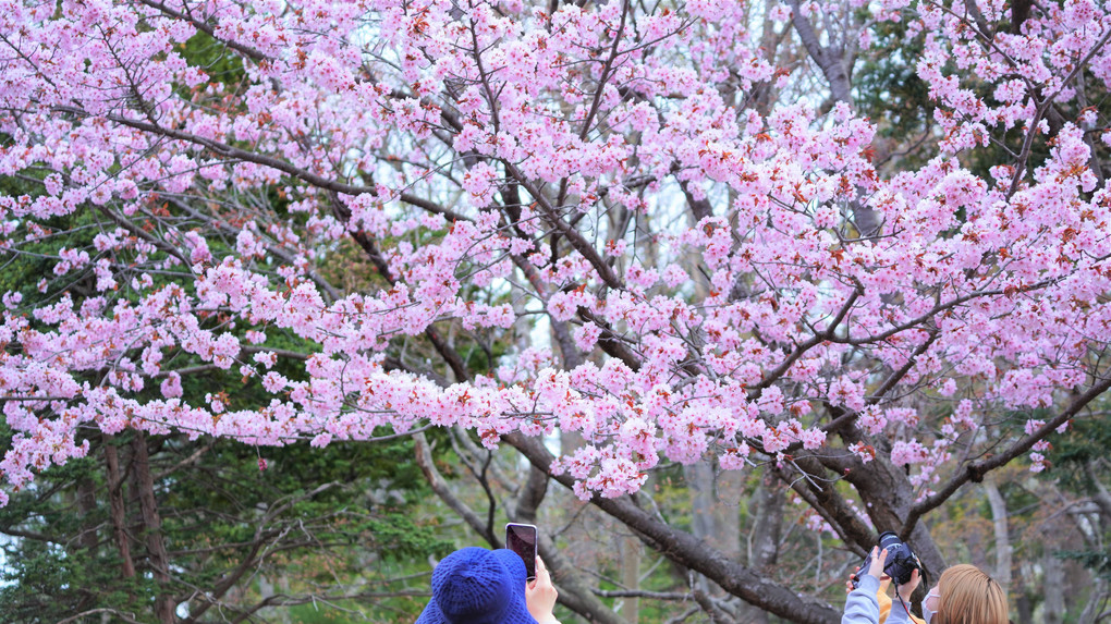桜と梅の競演