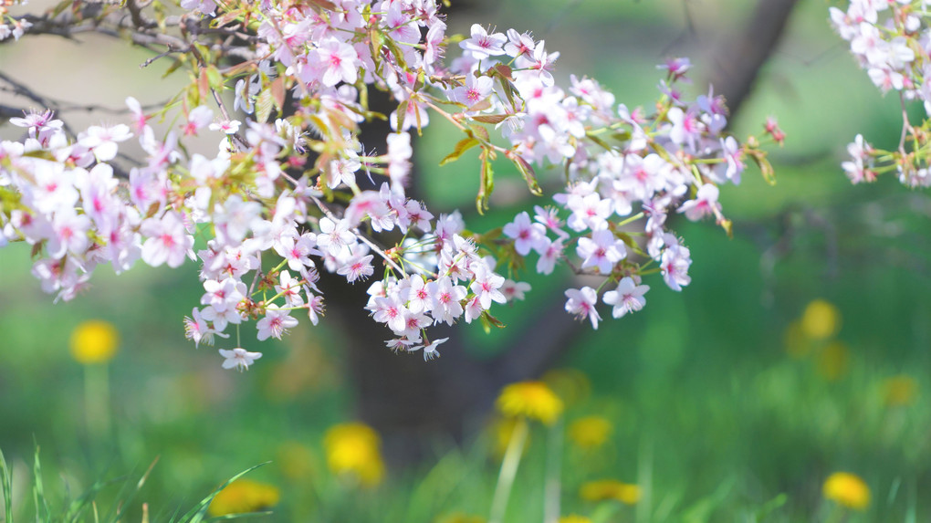 5月の百合が原公園