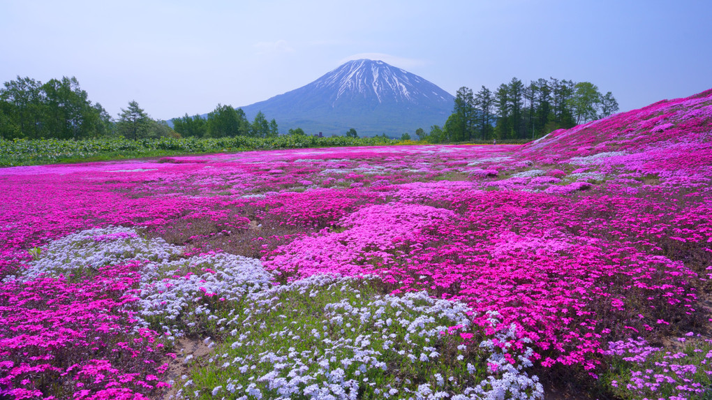 農家三宅さん宅の芝桜