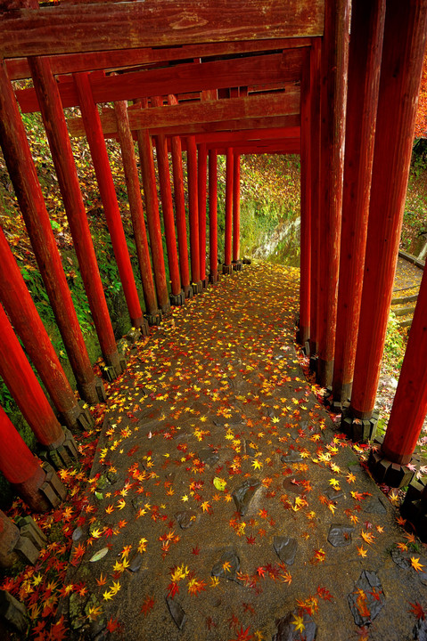 祐徳稲荷神社の紅葉