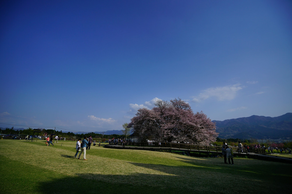 一心行の桜