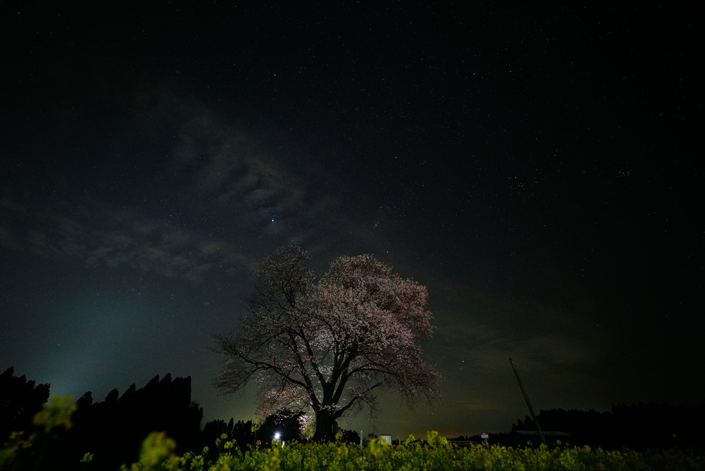 一本桜ライトアップ