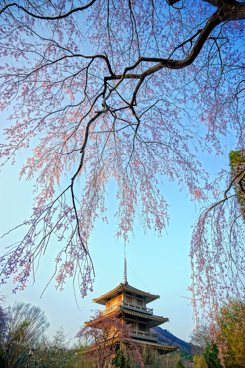 浄専寺のしだれ桜満開