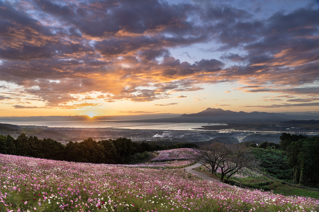 秋桜絨毯