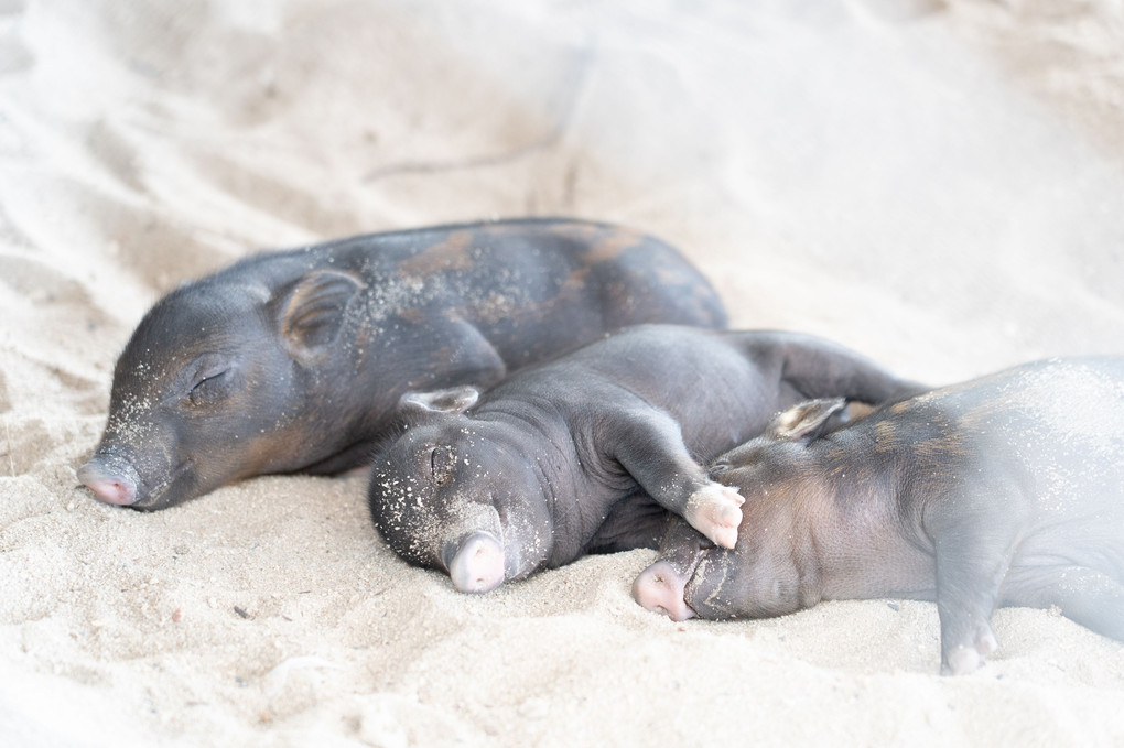 三匹の子豚＠Samui Island