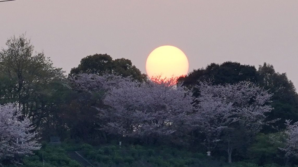 桜に沈む夕日