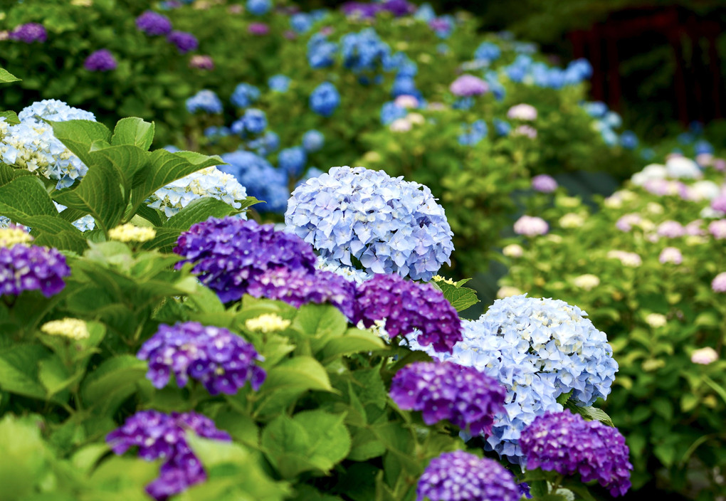 紫陽花山