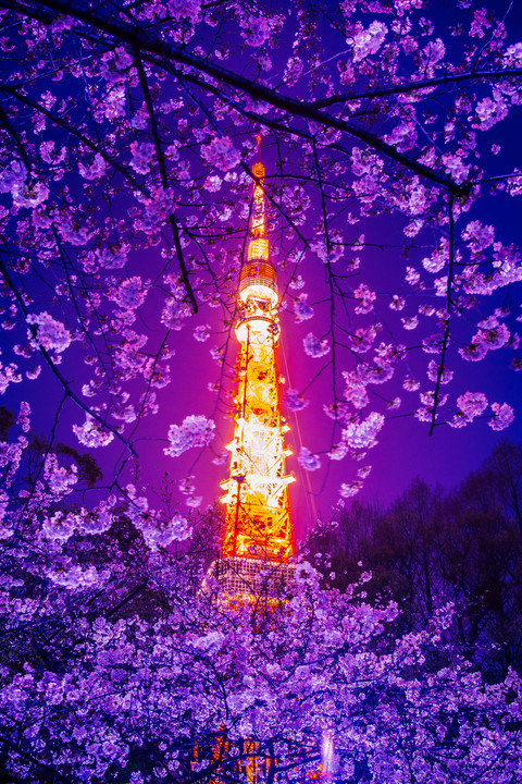 桜とタワー