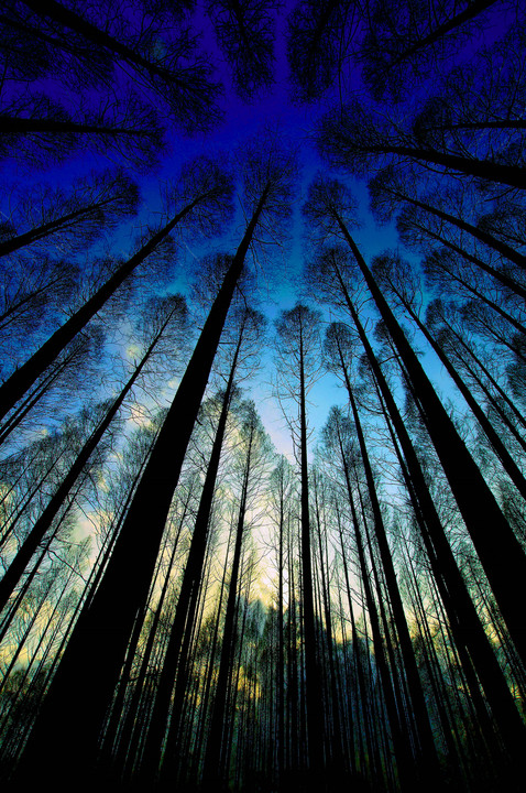 blue forest