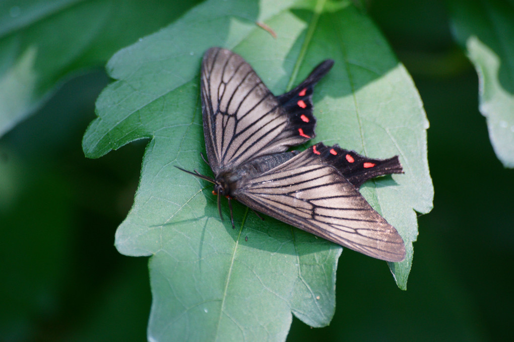 蝶に擬態した蛾～アゲハモドキ～