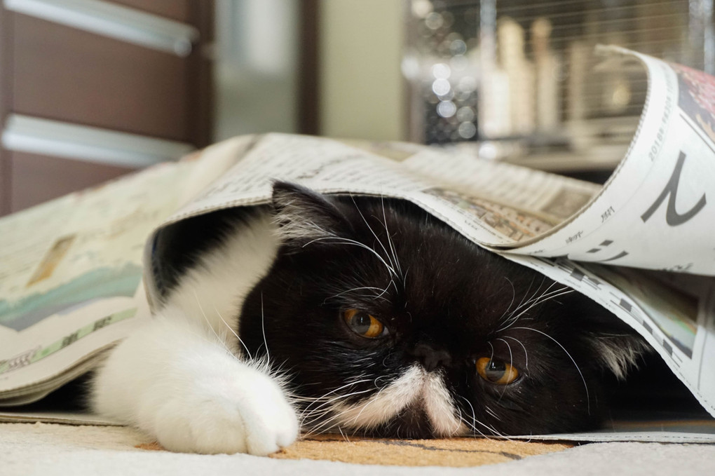 newspaper cat Ⅱ