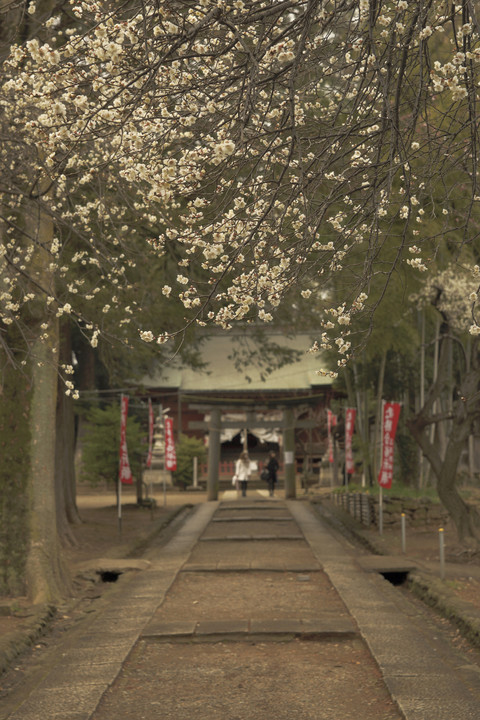 薄曇りの三芳野神社に咲く梅