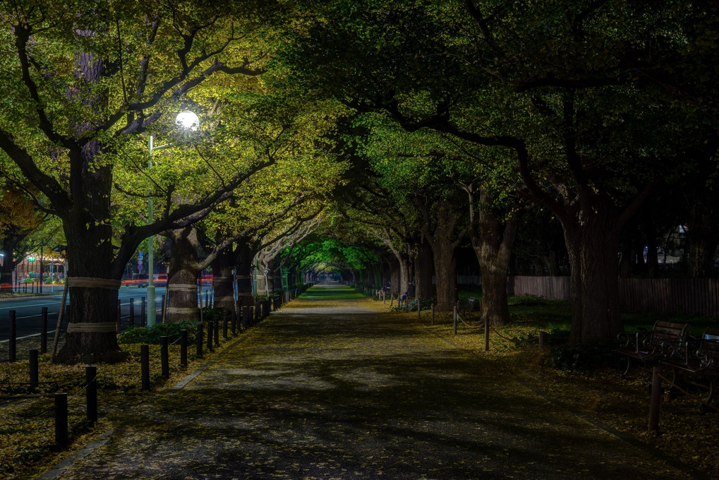 夜の散歩道Ⅱ