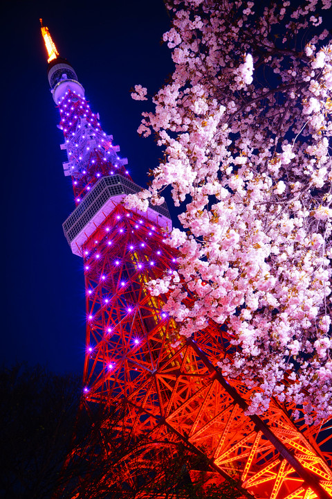 ピンクタワーと八重桜