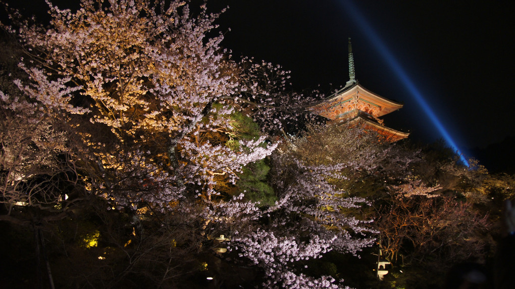 清水寺　夜桜ライトアップ
