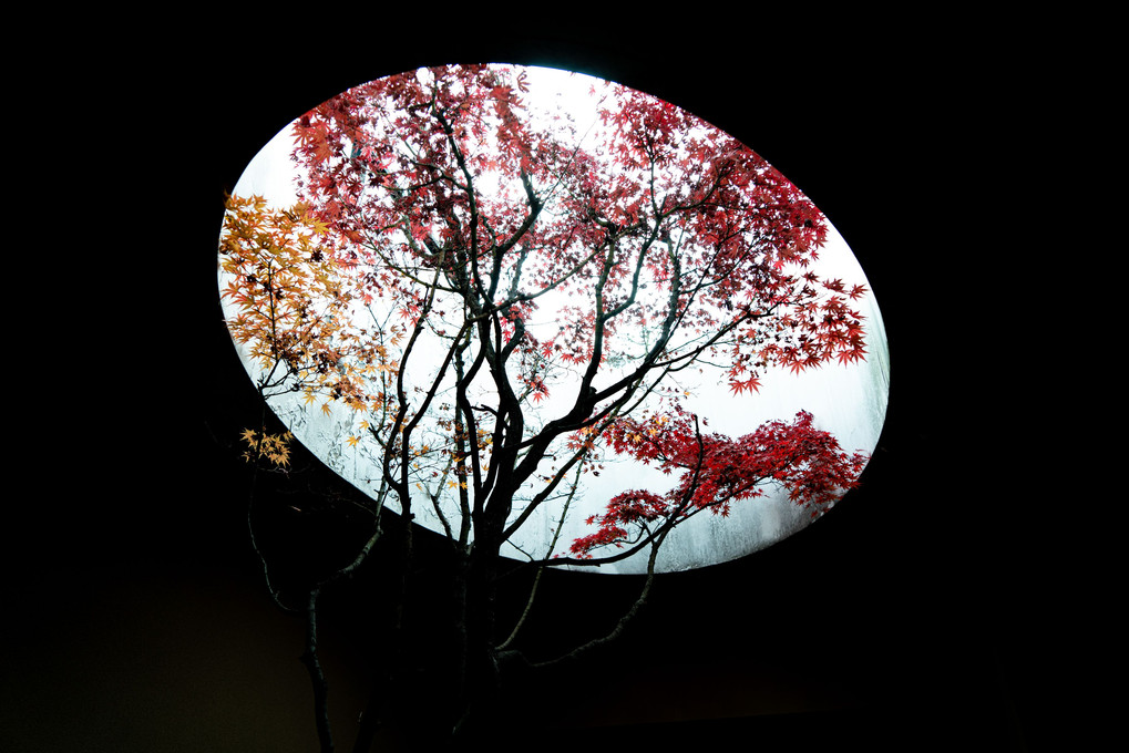 京都現代美術館　紅葉