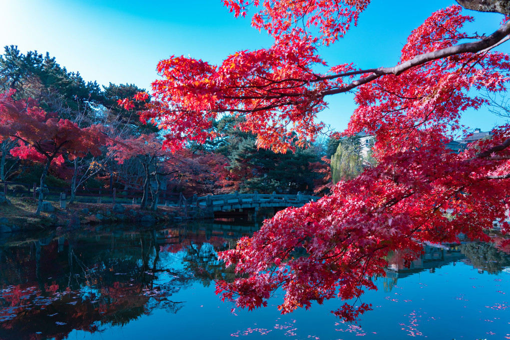円山公園　紅葉