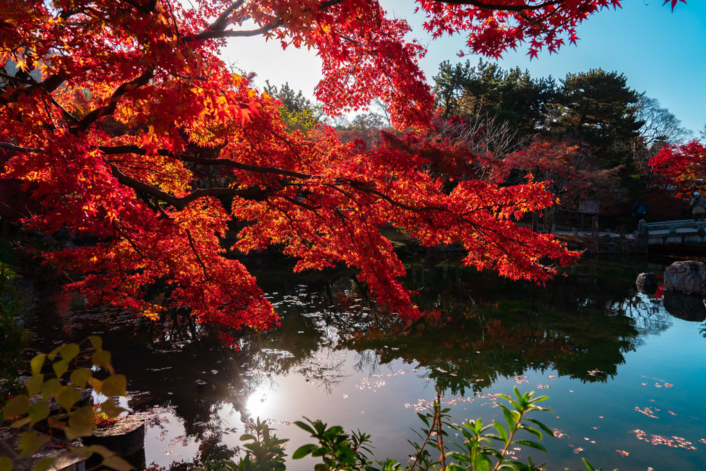 円山公園　紅葉　朝日を浴びて