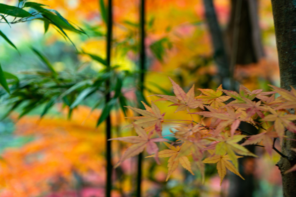 嵐山　黄葉