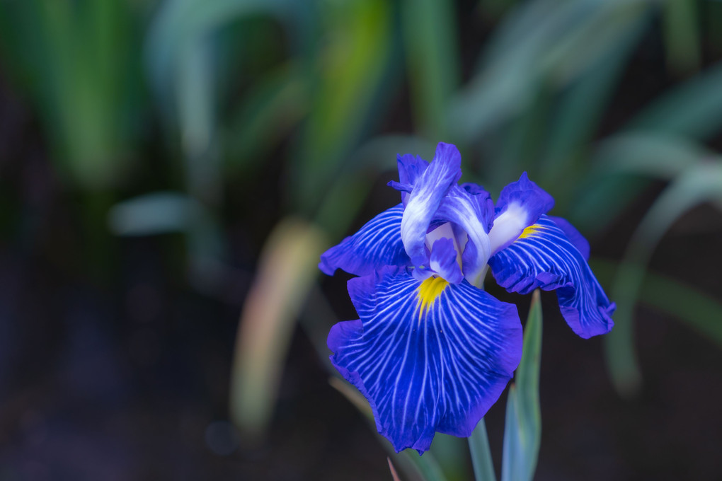 城北菖蒲園③