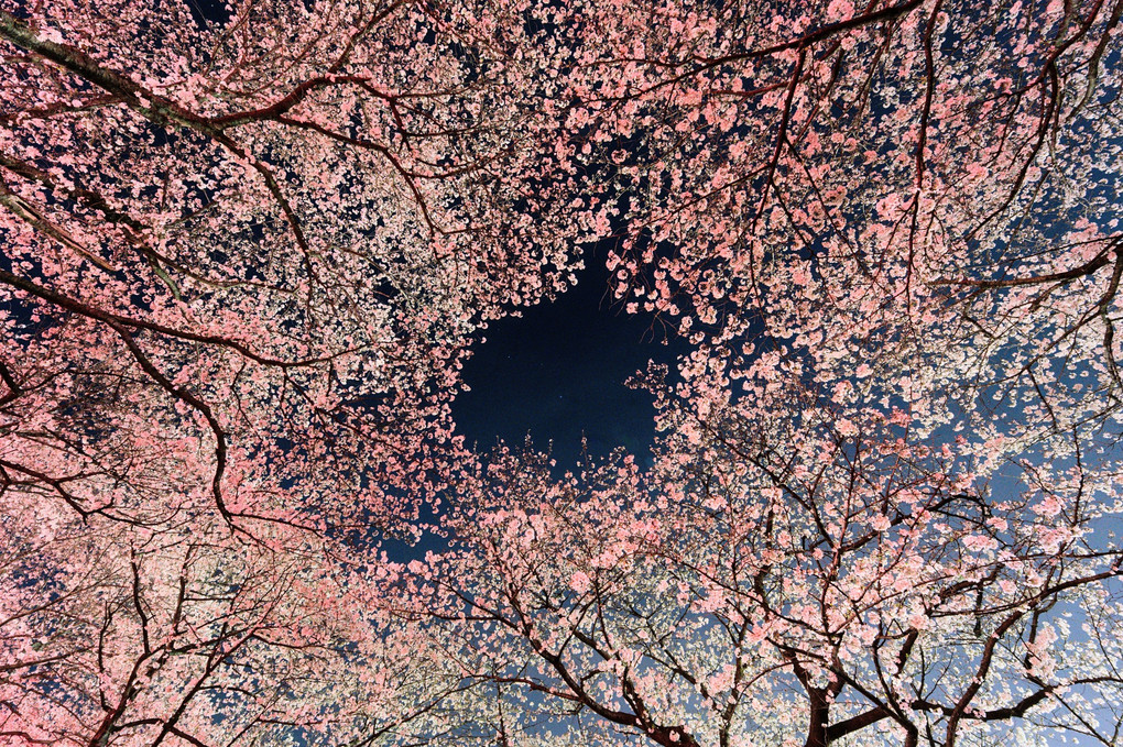 頭上の夜桜