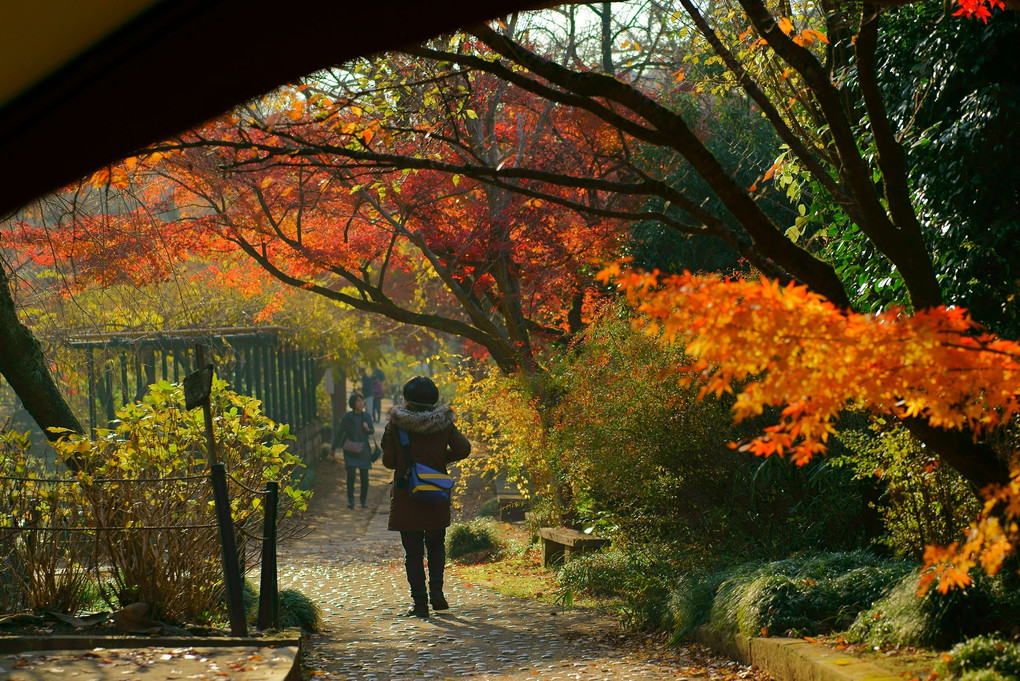 紅葉 真っ盛り