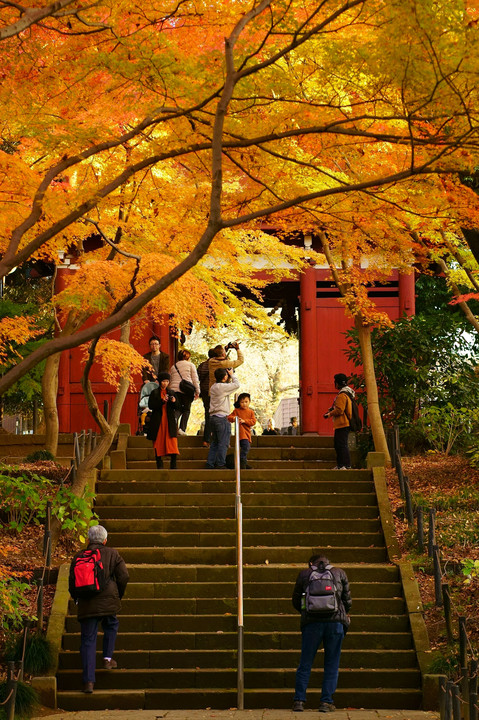 紅葉 真っ盛り