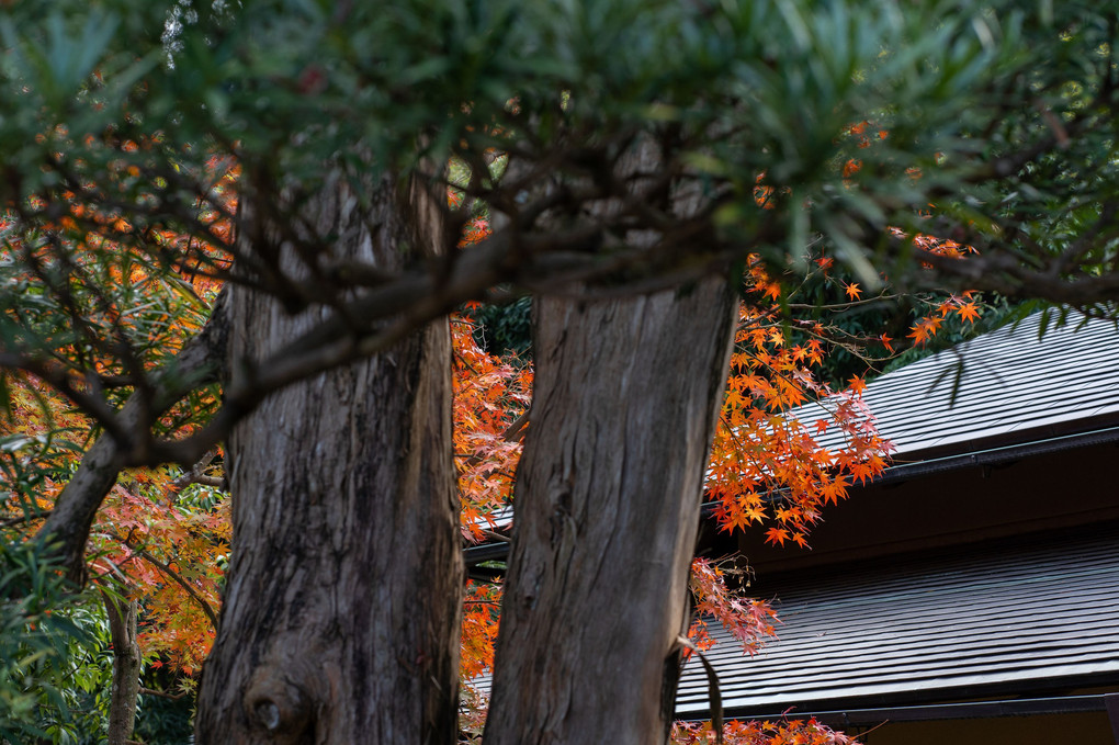 晩秋の鎌倉１