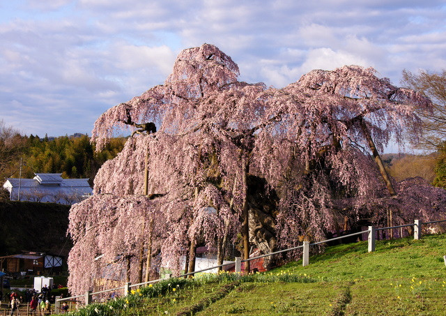 福島　三春の滝桜