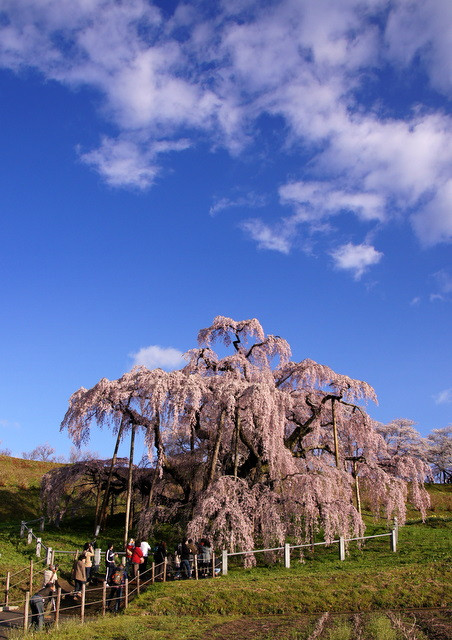 福島　三春の滝桜！！