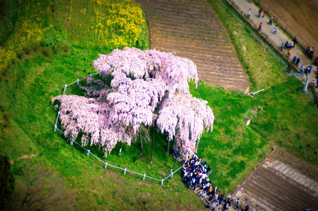 三春の滝桜・・・上空から。