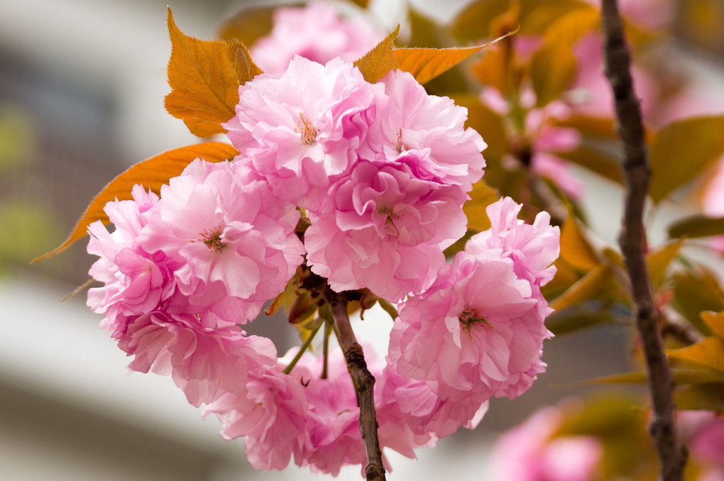 大阪造幣局　桜冠