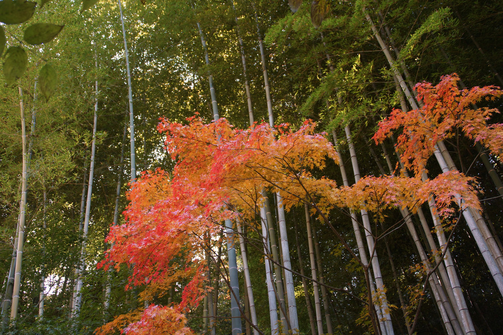 鎌倉の紅葉_明月院の竹林