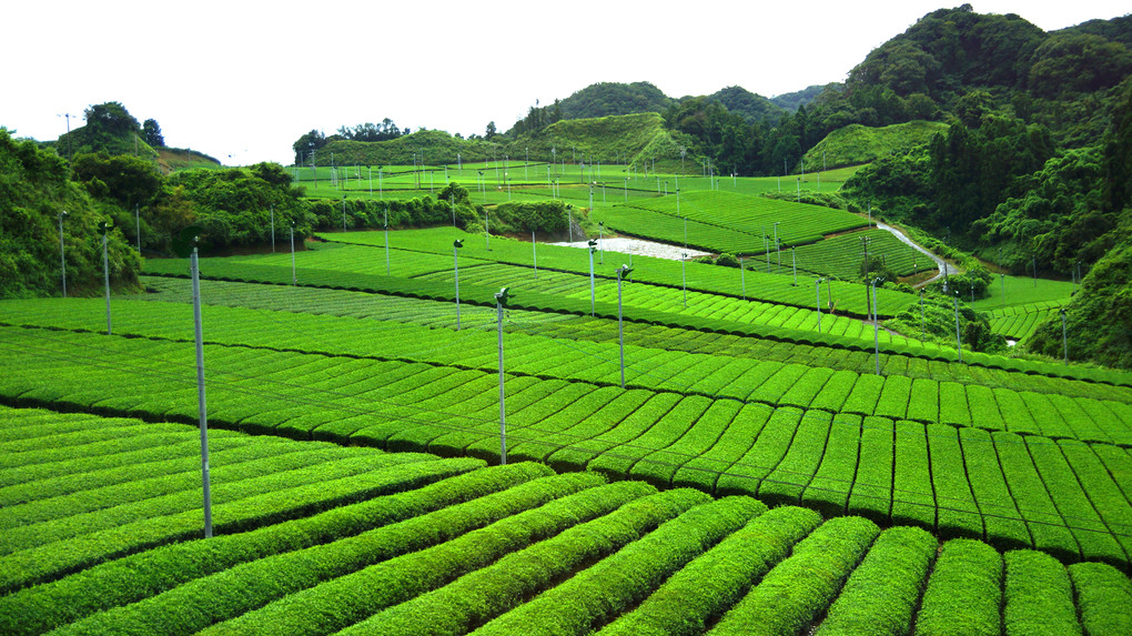 茶畑のある景色