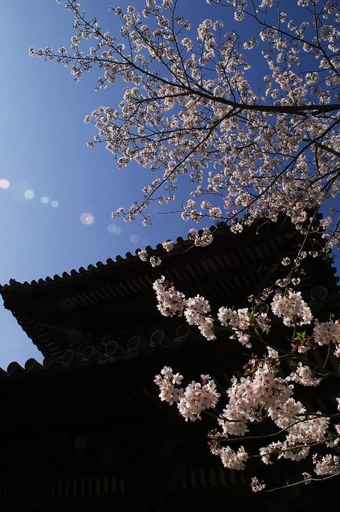長保寺の桜