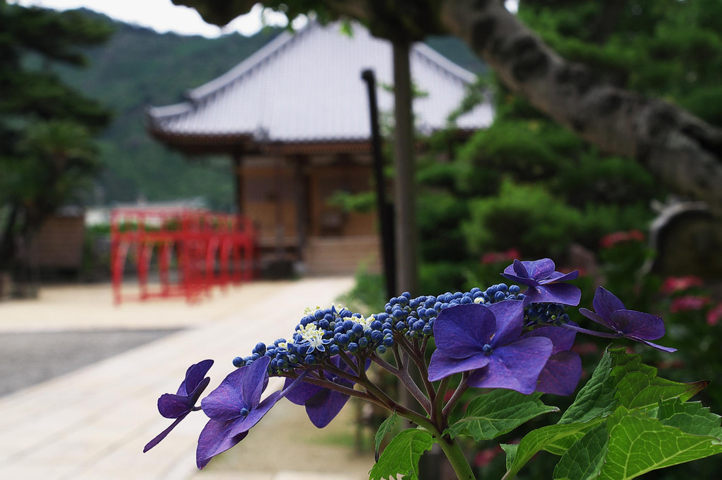 得生寺の紫陽花