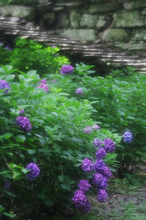 和歌山城の紫陽花