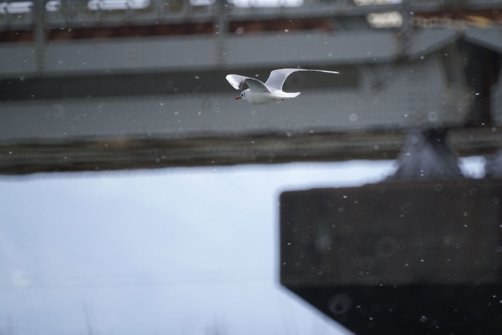 「α100で撮ってやりたい！」　～雪に翔ぶ ユリカモメさん～