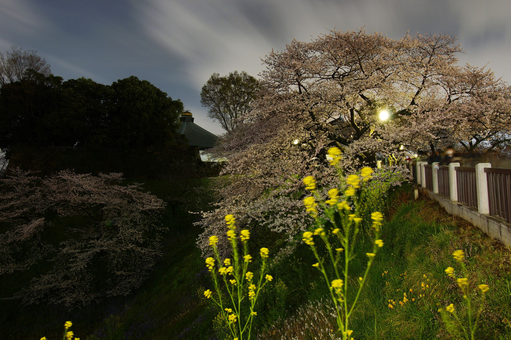 東京 夜桜散策　～千鳥が淵～