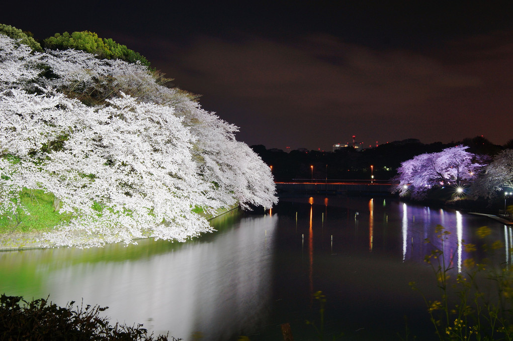 東京 夜桜散策　～千鳥が淵～