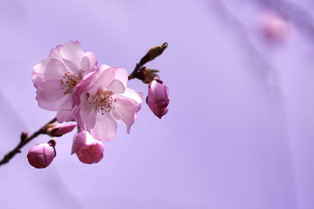 桜色の庭先で。