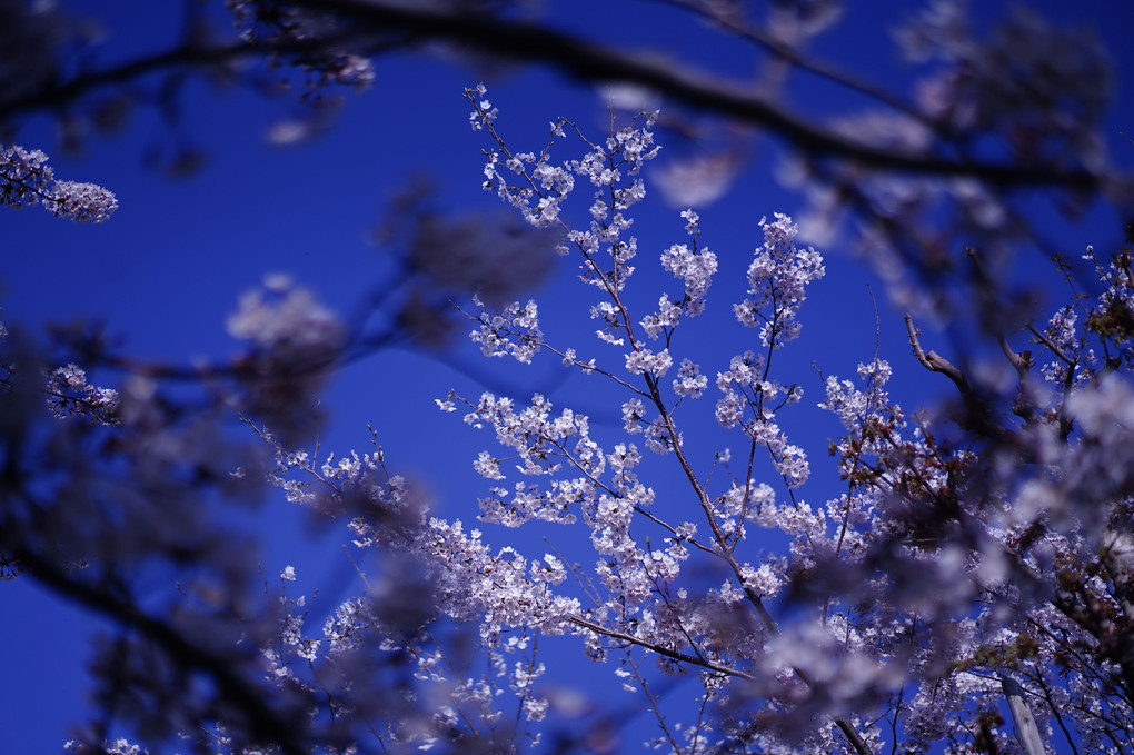 暑い春、熱い桜愛。