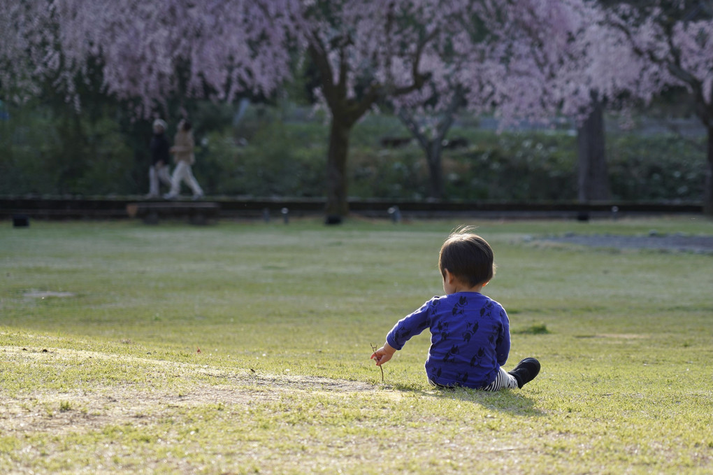 お花見なんて…。