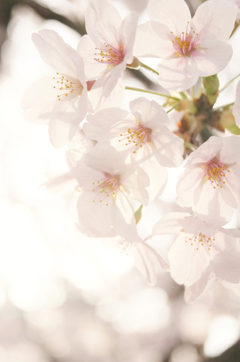 光の中の桜
